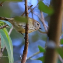 Acanthiza lineata (Striated Thornbill) at Ulladulla, NSW - 10 Apr 2017 by CharlesDove