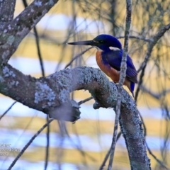 Ceyx azureus (Azure Kingfisher) at Hazel Rowbotham Reserve Walking Track - 7 Apr 2017 by CharlesDove