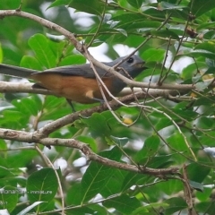 Monarcha melanopsis (Black-faced Monarch) at Undefined - 3 Apr 2017 by Charles Dove