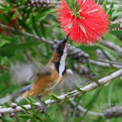 Acanthorhynchus tenuirostris (Eastern Spinebill) at Undefined - 5 Apr 2017 by Charles Dove