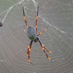 Nephila plumipes (Humped golden orb-weaver) at Meroo National Park - 4 Apr 2017 by CharlesDove