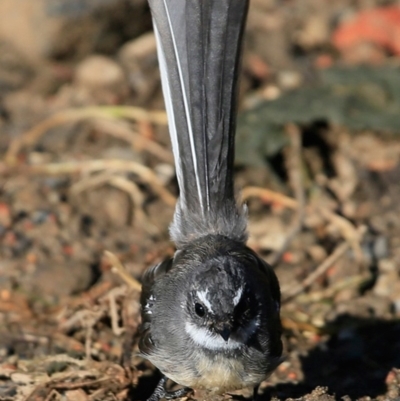 Rhipidura albiscapa (Grey Fantail) at Hazel Rowbotham Reserve Walking Track - 4 Apr 2017 by Charles Dove