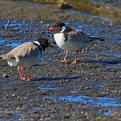 Charadrius rubricollis (Hooded Plover) at South Pacific Heathland Reserve - 2 Apr 2017 by Charles Dove