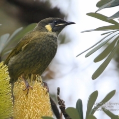 Meliphaga lewinii (Lewin's Honeyeater) at Undefined - 3 Apr 2017 by CharlesDove
