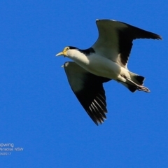 Vanellus miles (Masked Lapwing) at Hazel Rowbotham Reserve Walking Track - 6 Apr 2017 by Charles Dove