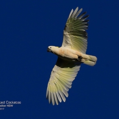 Cacatua galerita (Sulphur-crested Cockatoo) at Hazel Rowbotham Reserve Walking Track - 7 Apr 2017 by CharlesDove