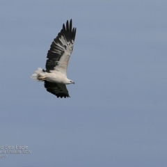 Haliaeetus leucogaster (White-bellied Sea-Eagle) at Undefined - 8 Apr 2017 by Charles Dove