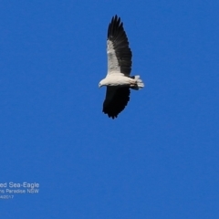 Icthyophaga leucogaster (White-bellied Sea-Eagle) at Undefined - 7 Apr 2017 by CharlesDove