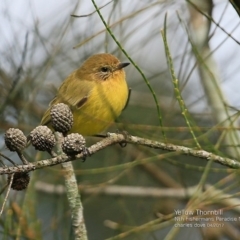 Acanthiza nana (Yellow Thornbill) at Undefined - 6 Apr 2017 by Charles Dove