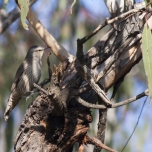 Climacteris picumnus at Michelago, NSW - 20 May 2012