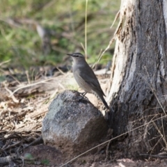 Climacteris picumnus at Michelago, NSW - 20 May 2012