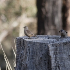 Climacteris picumnus at Michelago, NSW - 20 May 2012