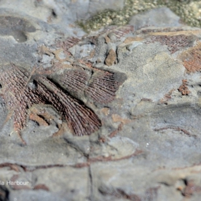 Fenestella ( genus) (Bryozoan) (Sea Fan/Bryozoan) at Undefined - 4 Apr 2018 by CharlesDove