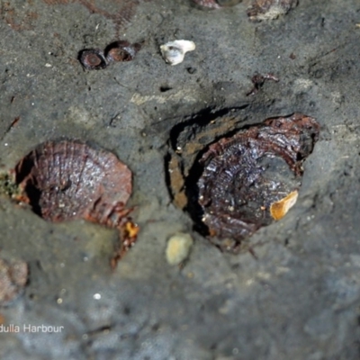 Brachiopoda Productida (Productid Brachiopod) at Undefined - 4 Apr 2018 by CharlesDove