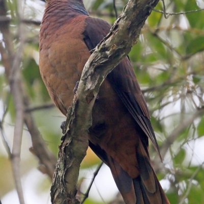 Macropygia phasianella (Brown Cuckoo-dove) at Garrads Reserve Narrawallee - 29 Sep 2016 by CharlesDove