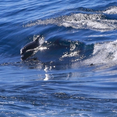 Tursiops truncatus (Bottlenose Dolphin) at Undefined - 28 Sep 2016 by CharlesDove