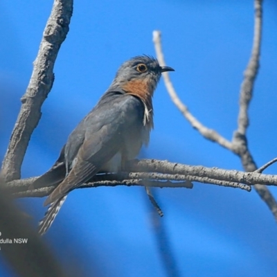 Cacomantis flabelliformis (Fan-tailed Cuckoo) at Ulladulla - Warden Head Bushcare - 28 Sep 2016 by CharlesDove