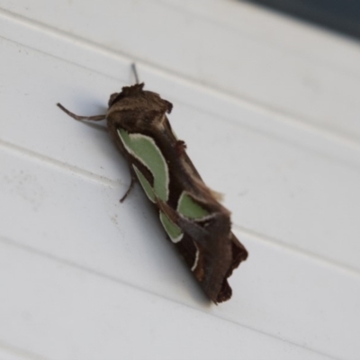 Cosmodes elegans (Green Blotched Moth) at Higgins, ACT - 26 Apr 2018 by Alison Milton