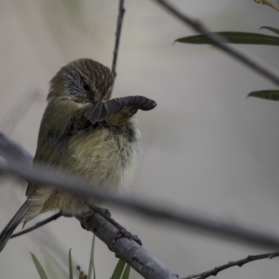 Acanthiza lineata (Striated Thornbill) at Belconnen, ACT - 7 Jun 2018 by Alison Milton