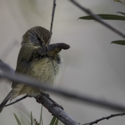 Acanthiza lineata (Striated Thornbill) at Belconnen, ACT - 7 Jun 2018 by AlisonMilton