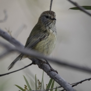 Acanthiza lineata at Belconnen, ACT - 7 Jun 2018