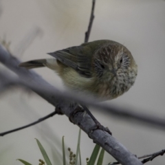 Acanthiza lineata at Belconnen, ACT - 7 Jun 2018