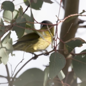 Nesoptilotis leucotis at Belconnen, ACT - 7 Jun 2018 03:18 PM