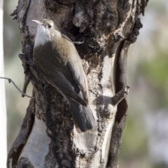 Cormobates leucophaea (White-throated Treecreeper) at Woodstock Nature Reserve - 7 Jun 2018 by Alison Milton