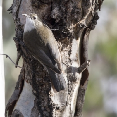 Cormobates leucophaea (White-throated Treecreeper) at Belconnen, ACT - 7 Jun 2018 by AlisonMilton