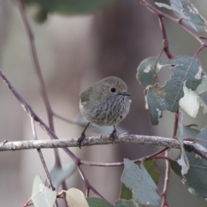 Acanthiza pusilla at Belconnen, ACT - 7 Jun 2018 03:40 PM