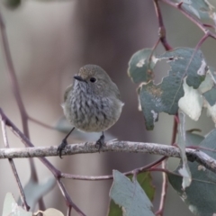 Acanthiza pusilla at Belconnen, ACT - 7 Jun 2018