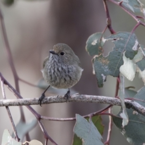 Acanthiza pusilla at Belconnen, ACT - 7 Jun 2018 03:40 PM