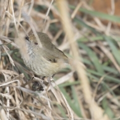 Acanthiza pusilla at Belconnen, ACT - 7 Jun 2018