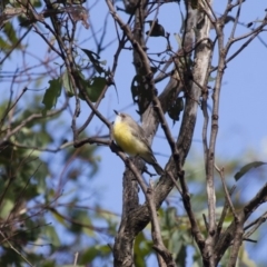 Gerygone olivacea (White-throated Gerygone) at Michelago, NSW - 11 Feb 2012 by Illilanga