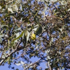 Gerygone olivacea (White-throated Gerygone) at Michelago, NSW - 30 Nov 2014 by Illilanga