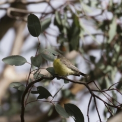 Gerygone olivacea (White-throated Gerygone) at Michelago, NSW - 15 Jan 2018 by Illilanga