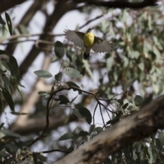 Gerygone olivacea at Michelago, NSW - 16 Jan 2018 08:25 AM