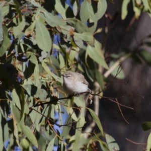 Gerygone fusca at Michelago, NSW - 25 Sep 2012 07:17 AM