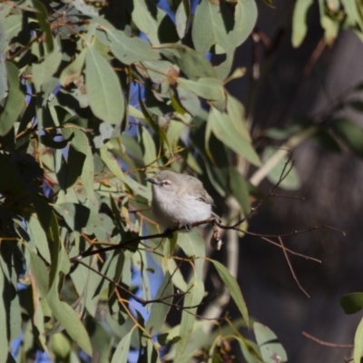 Gerygone fusca (Western Gerygone) at Michelago, NSW - 24 Sep 2012 by Illilanga