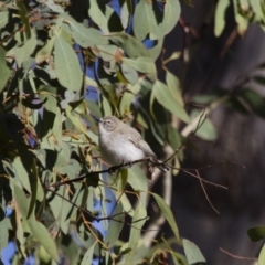 Gerygone fusca at Michelago, NSW - 25 Sep 2012