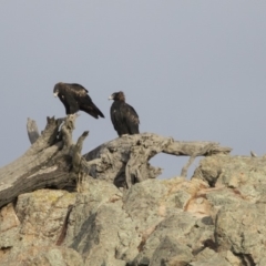 Aquila audax (Wedge-tailed Eagle) at Belconnen, ACT - 7 Jun 2018 by Alison Milton