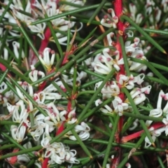 Hakea decurrens subsp. decurrens (Bushy Needlewood) at O'Connor, ACT - 29 May 2018 by Harrisi