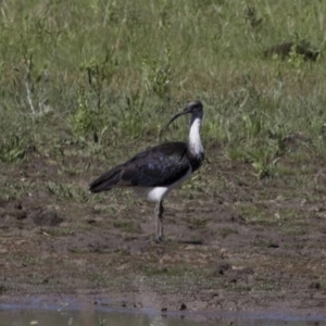 Threskiornis spinicollis at Michelago, NSW - 20 Nov 2017