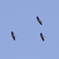 Threskiornis spinicollis (Straw-necked Ibis) at Illilanga & Baroona - 6 May 2018 by Illilanga