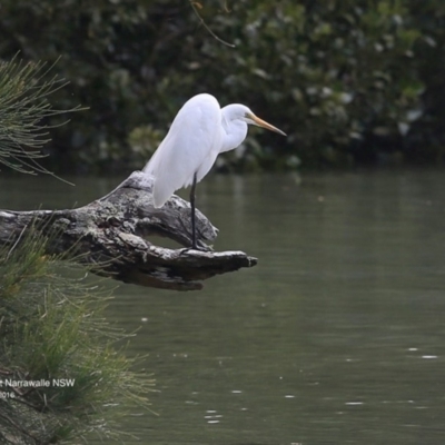 Ardea alba (Great Egret) at Narrawallee Bushcare - 25 Sep 2016 by Charles Dove