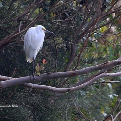 Egretta garzetta (Little Egret) at Narrawallee Bushcare - 25 Sep 2016 by Charles Dove