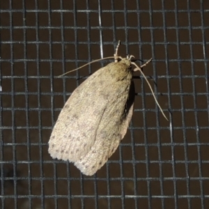 Eulechria undescribed species at Conder, ACT - 29 Nov 2017 12:38 AM