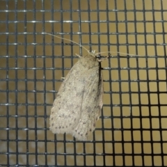 Eulechria undescribed species at Conder, ACT - 29 Nov 2017 12:38 AM