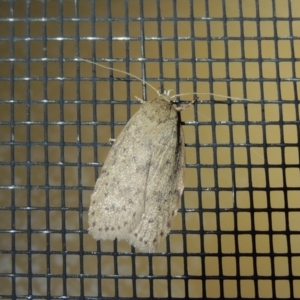 Eulechria undescribed species at Conder, ACT - 29 Nov 2017 12:38 AM