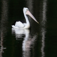 Pelecanus conspicillatus (Australian Pelican) at Kings Point Walking Track - 25 Sep 2016 by Charles Dove